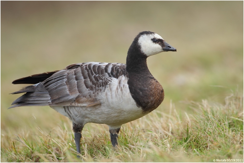 Barnacle Goose