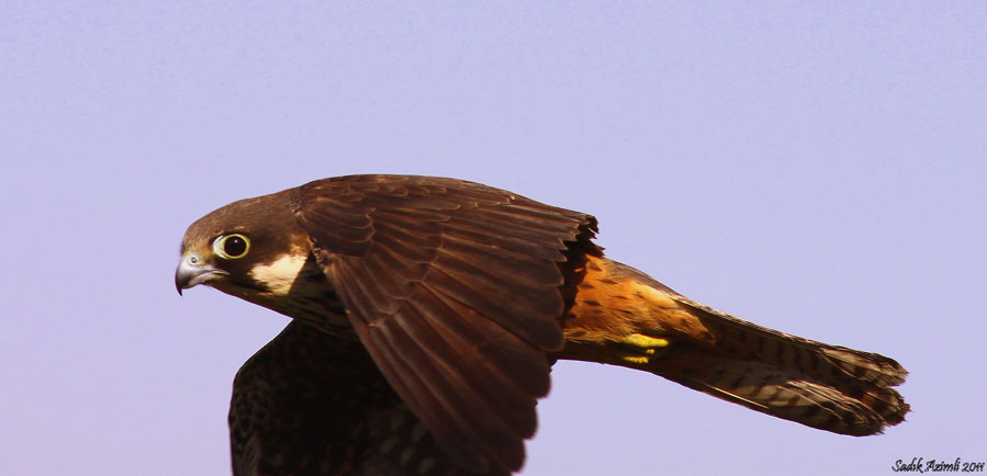 Eleonora`s Falcon