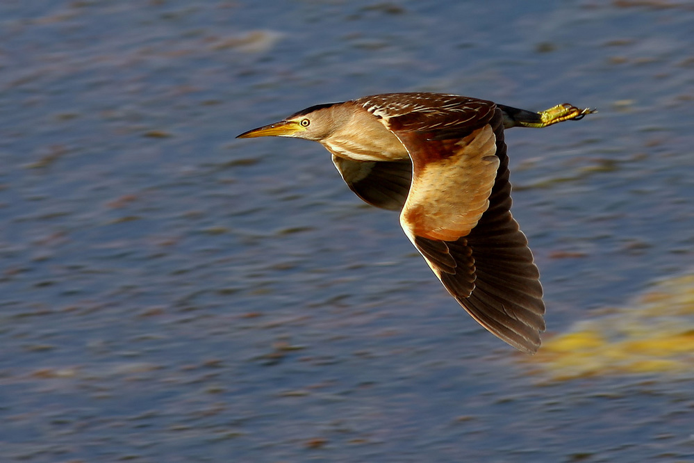 Little Bittern