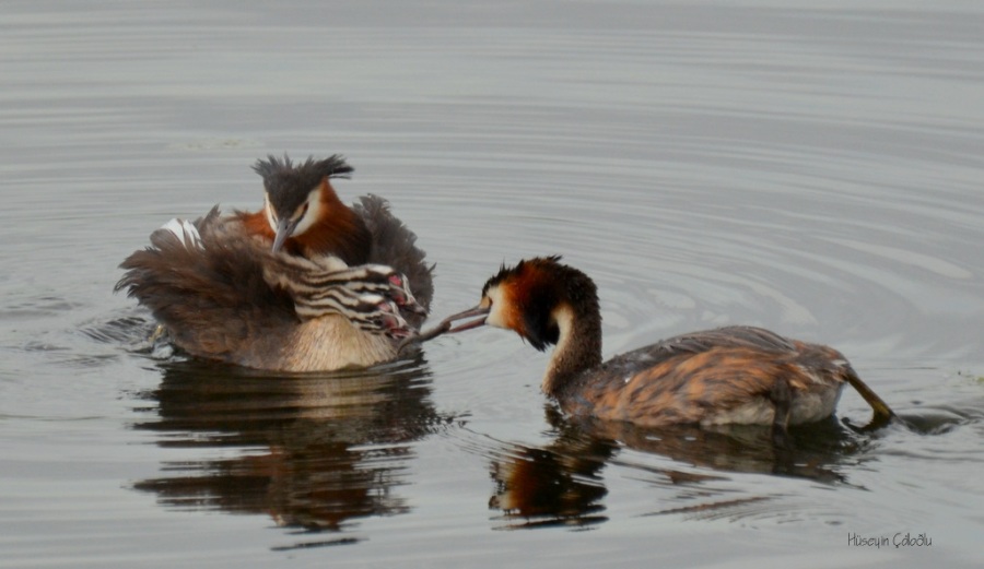 Great Crested Grebe