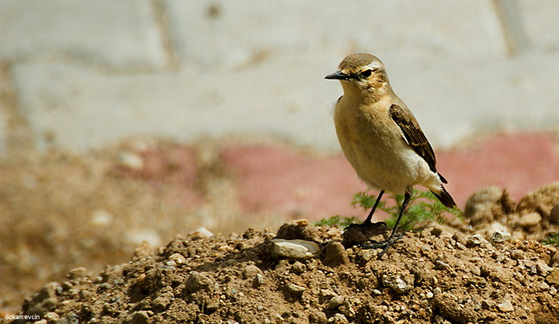 Northern Wheatear