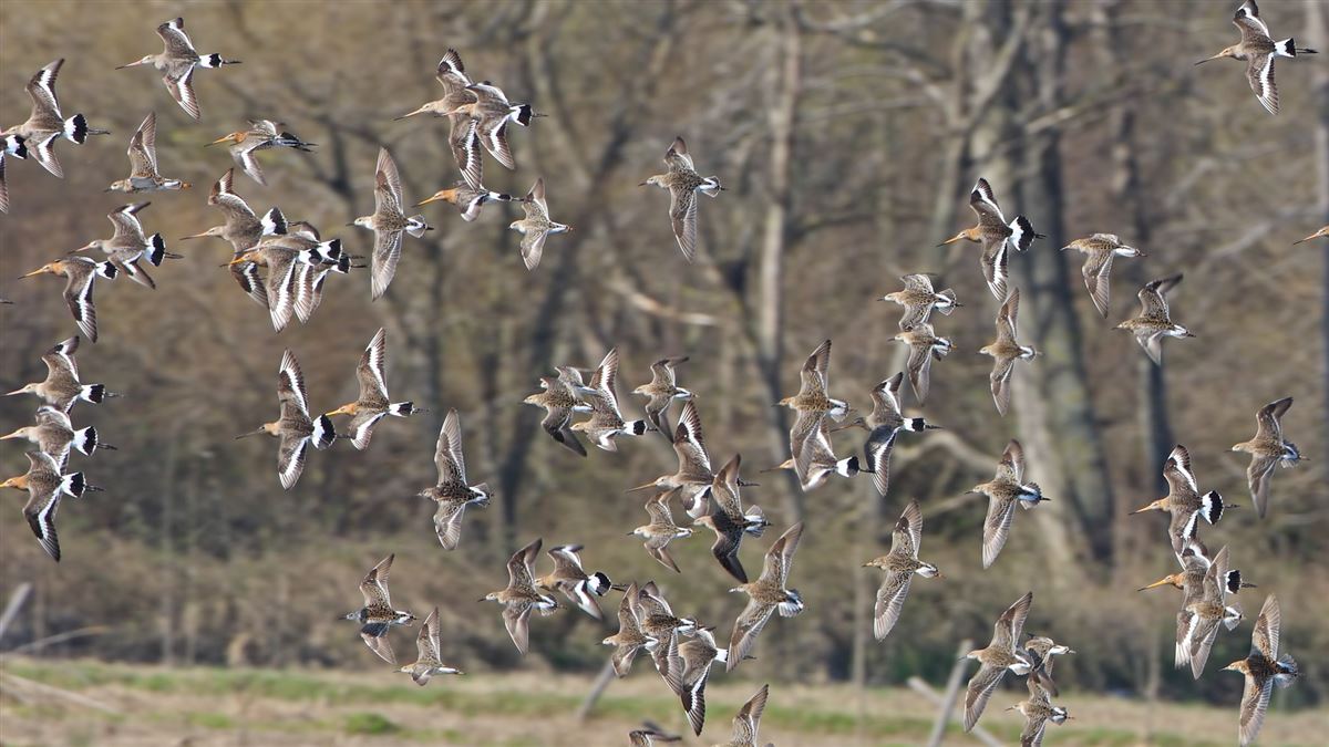 Black-tailed Godwit