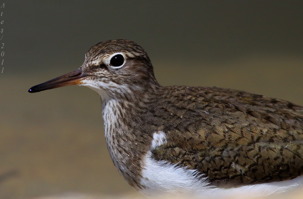 Common Sandpiper