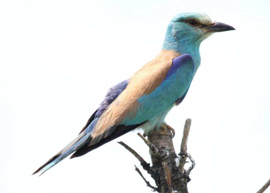 European Roller