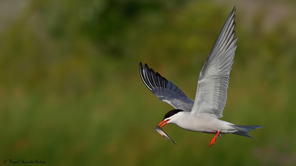 Common Tern