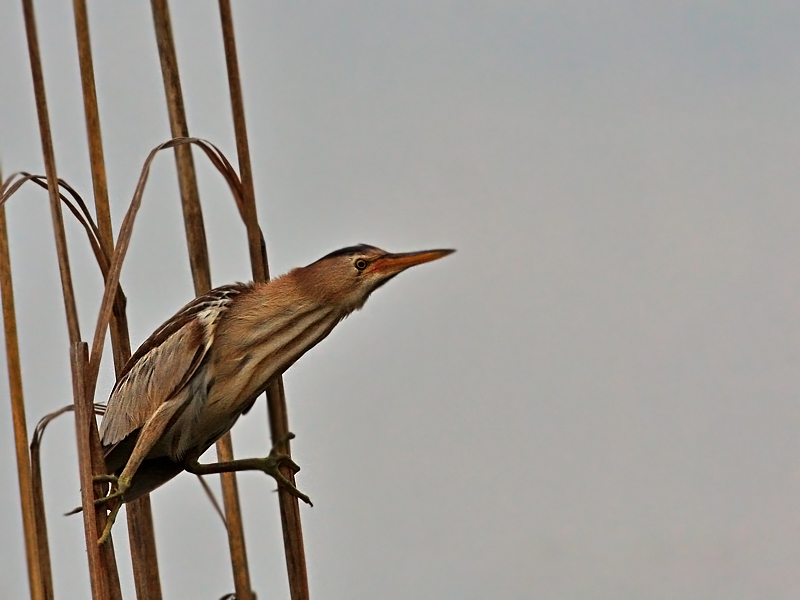 Little Bittern