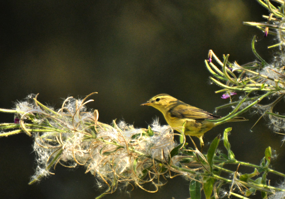Willow Warbler