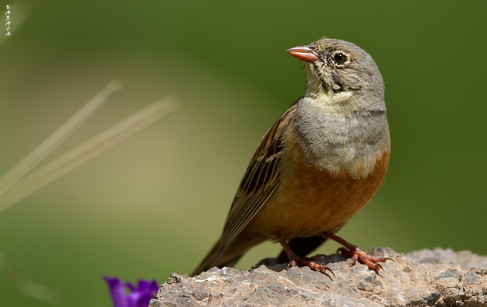 Ortolan Bunting