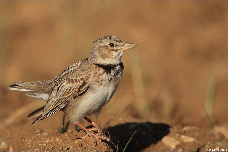 Calandra Lark