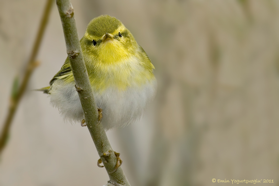 Wood Warbler