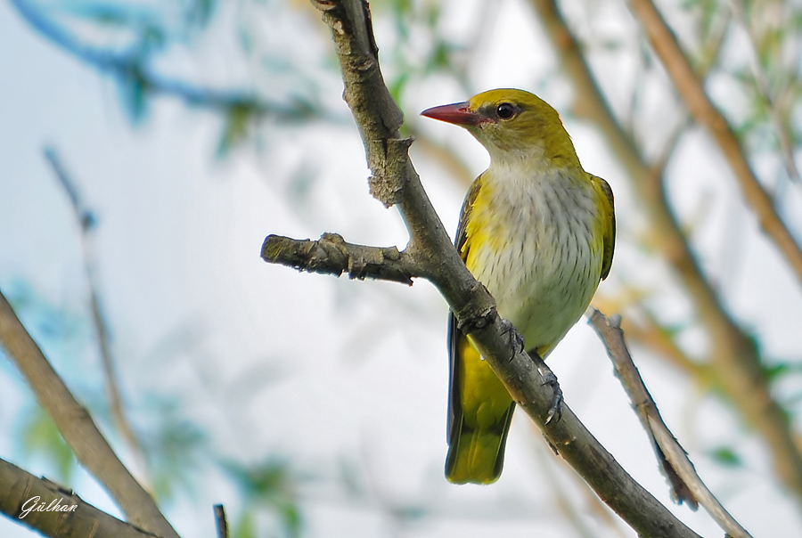 Eurasian Golden Oriole