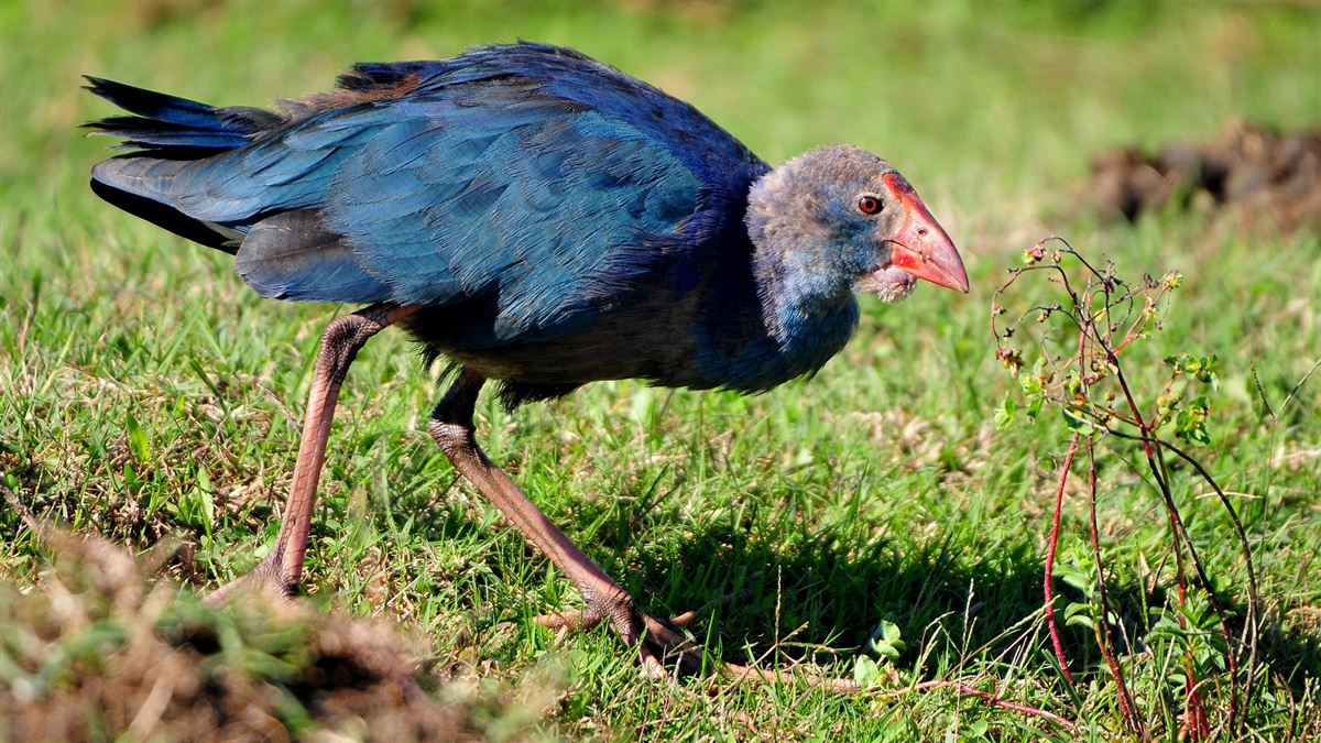 Grey-headed Swamphen