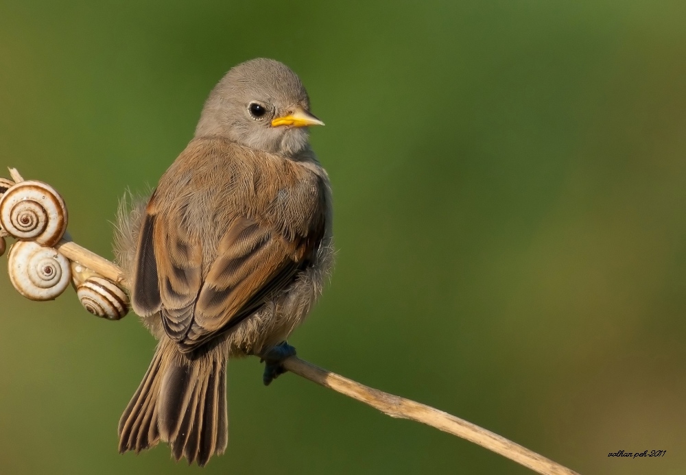Eurasian Penduline Tit