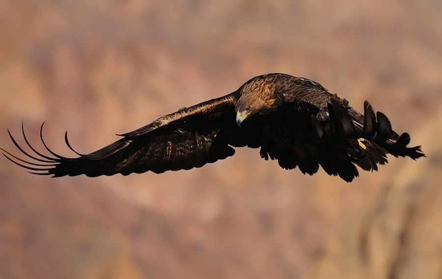 Golden Eagle