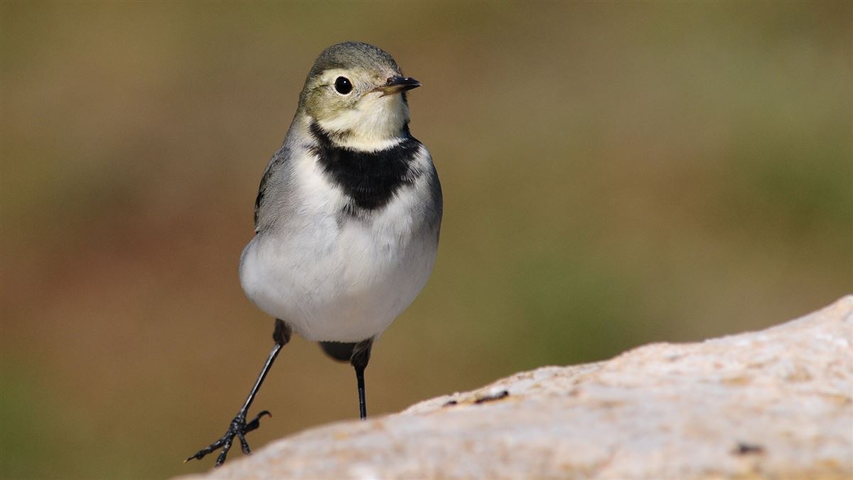 White Wagtail
