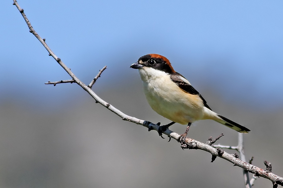 Woodchat Shrike