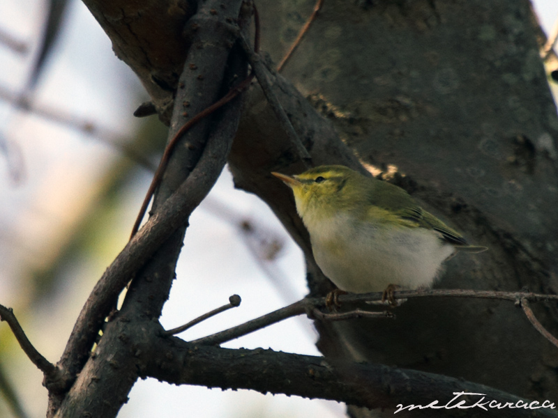 Wood Warbler