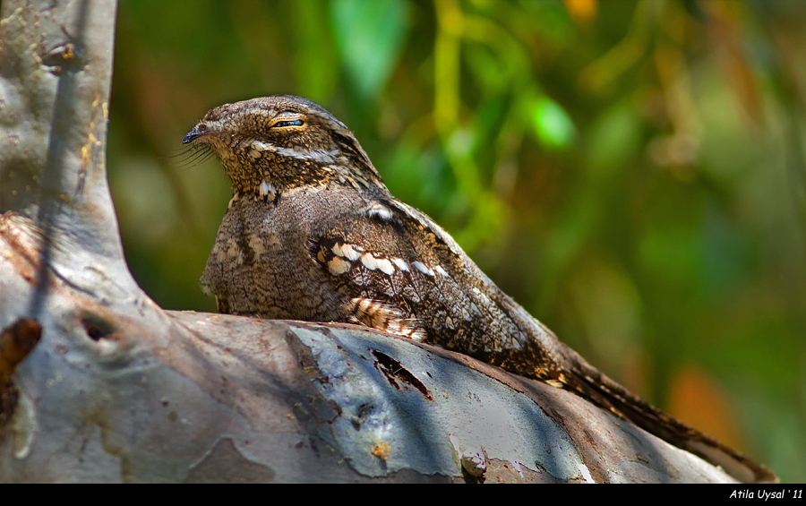European Nightjar