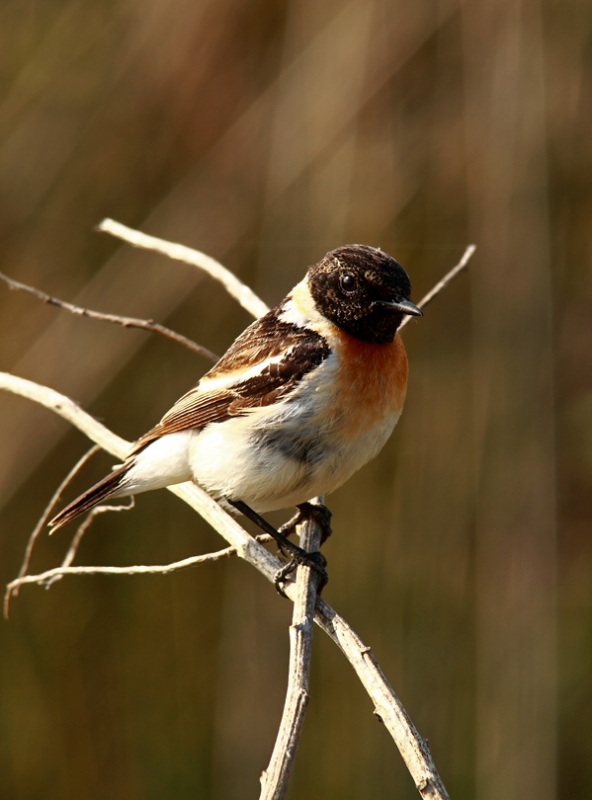 Siberian Stonechat