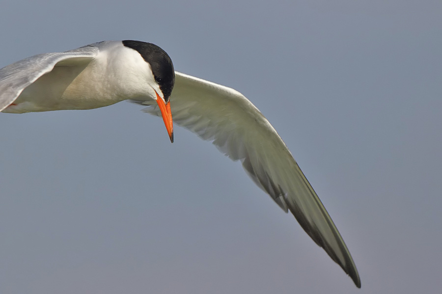Common Tern