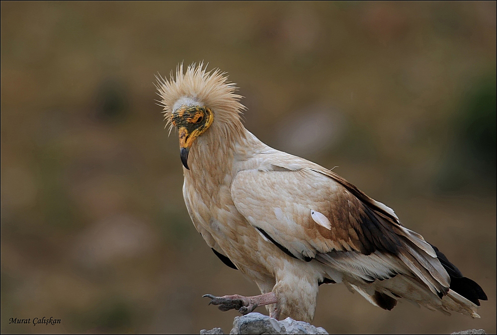 Egyptian Vulture