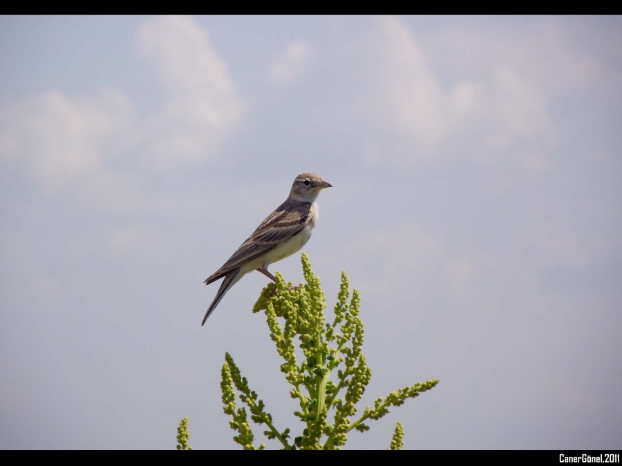 Greater Short-toed Lark