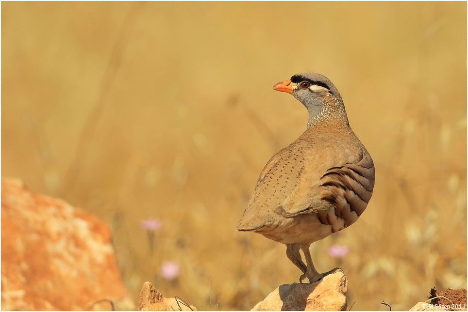 See-see Partridge