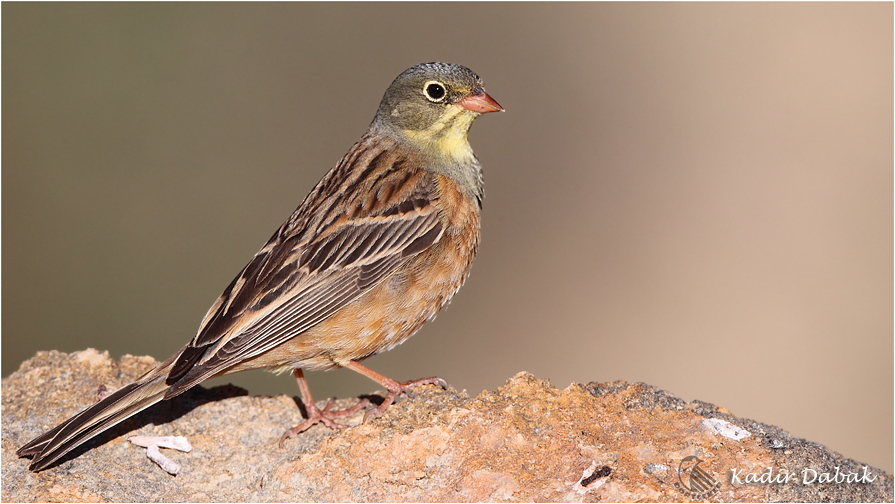 Ortolan Bunting