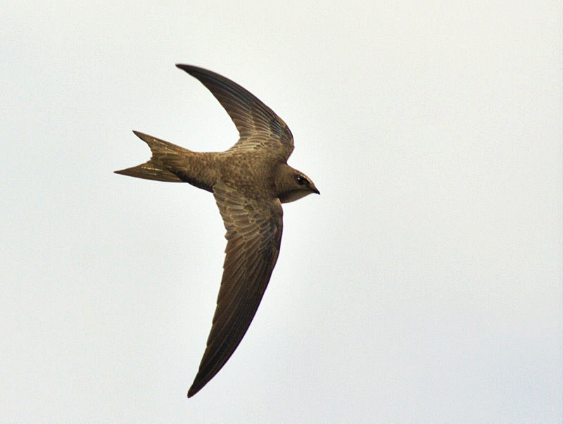 Pallid Swift