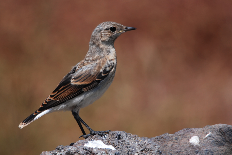 Northern Wheatear
