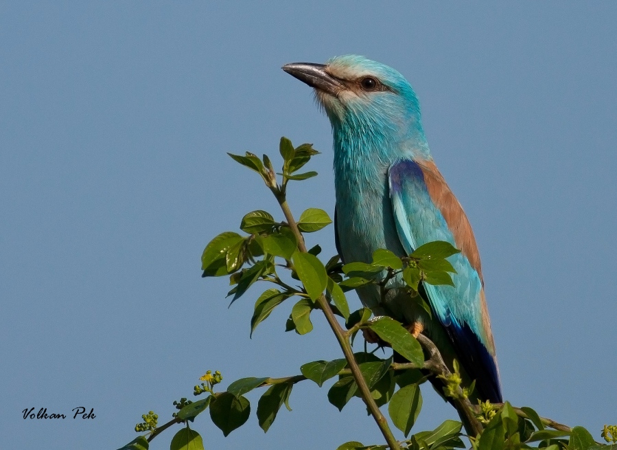 European Roller
