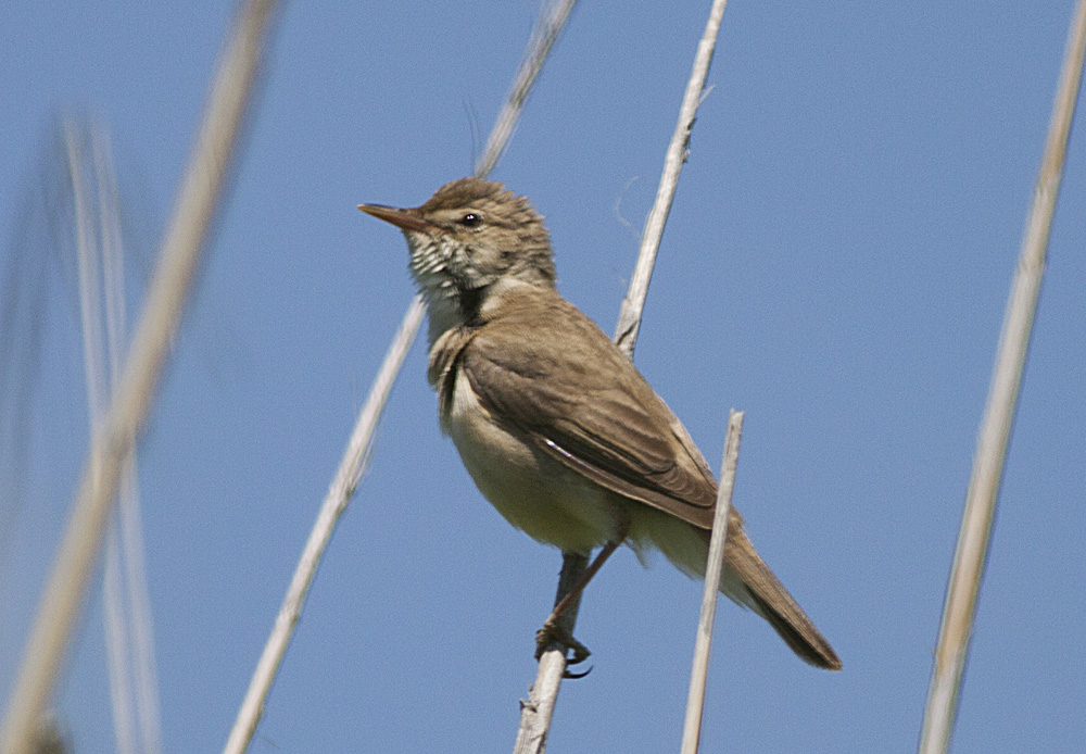 Common Reed Warbler