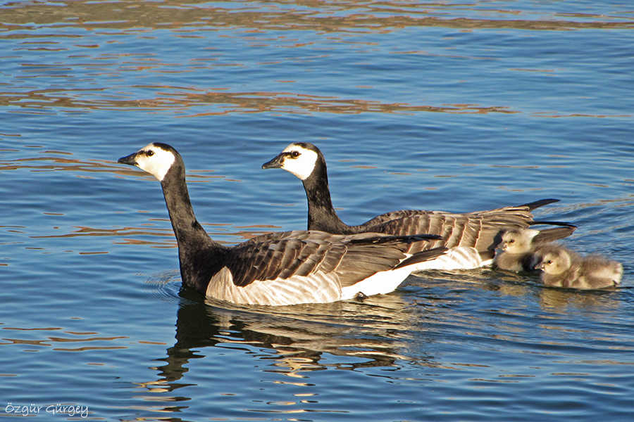 Barnacle Goose