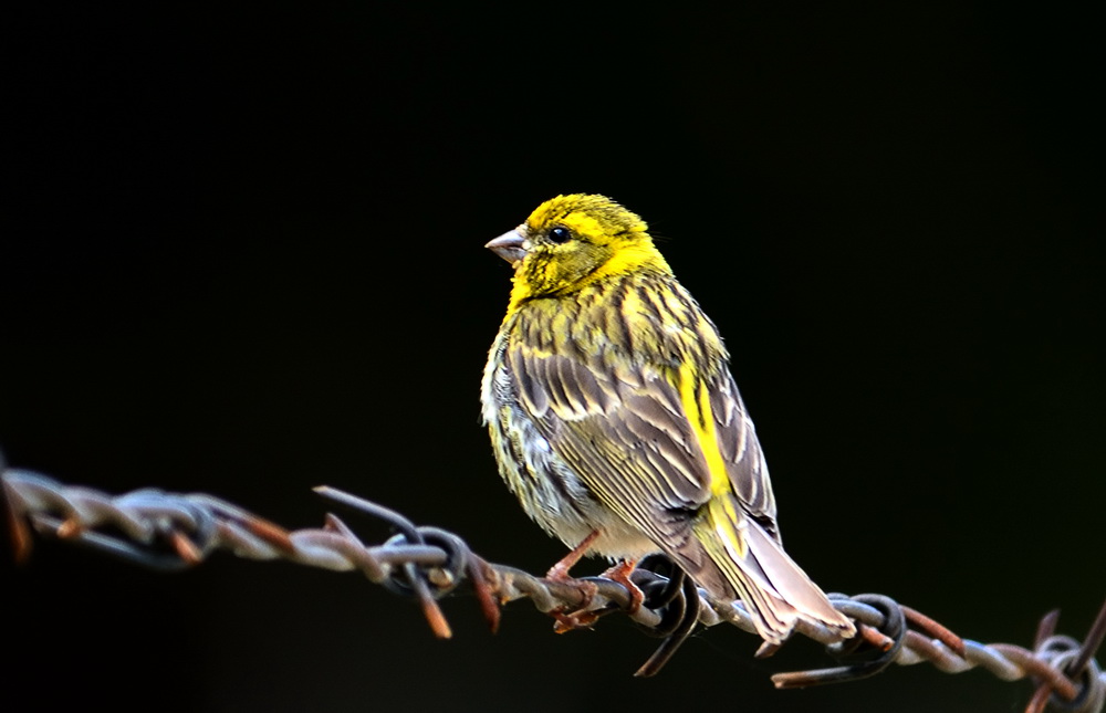 European Serin