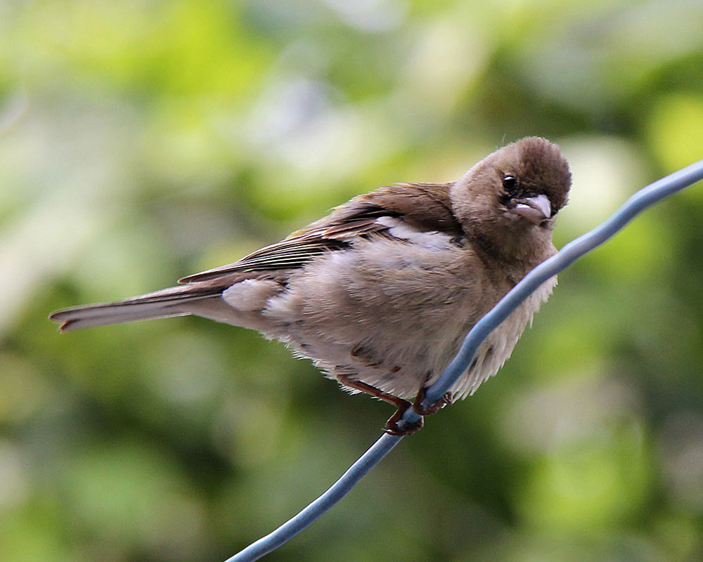 Eurasian Chaffinch
