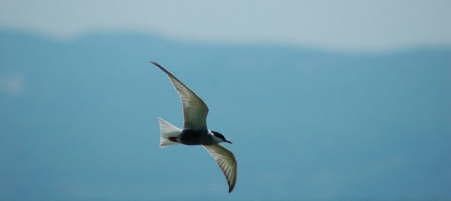 Whiskered Tern