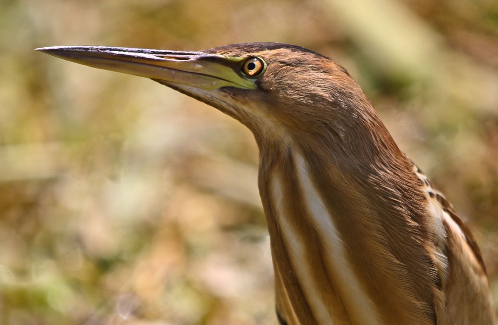 Little Bittern