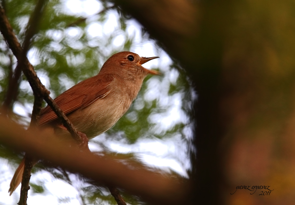 Common Nightingale