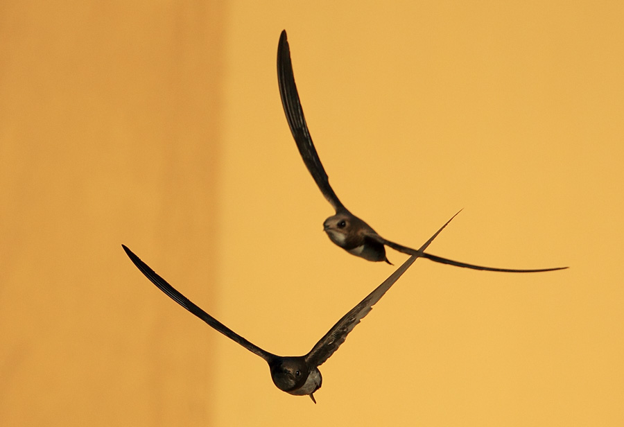 Alpine Swift