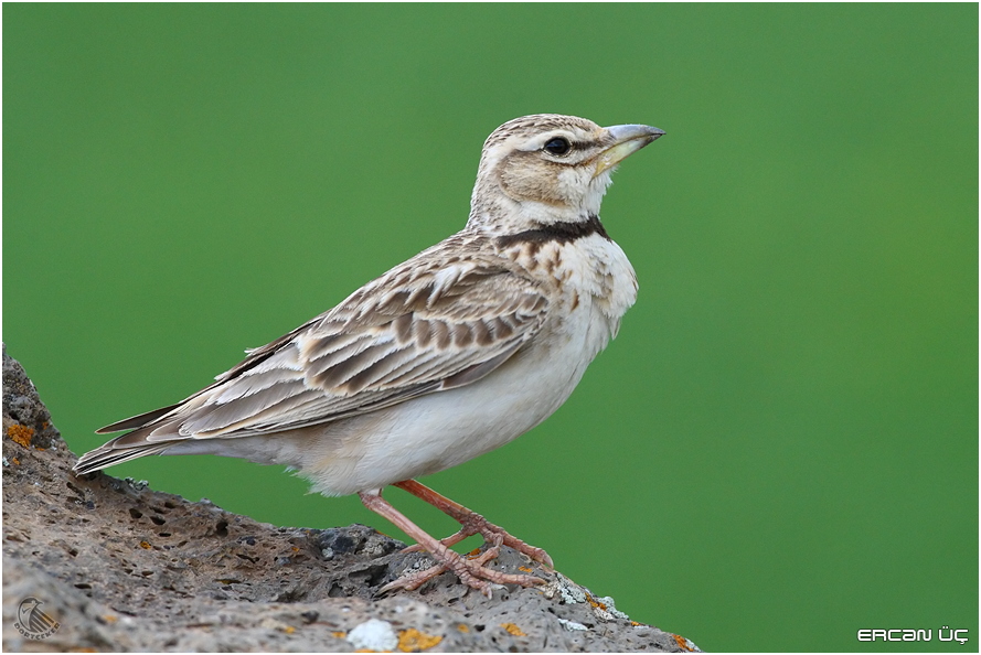 Bimaculated Lark