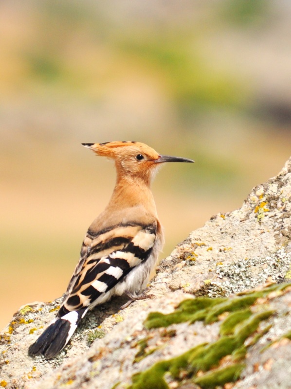 Common Hoopoe
