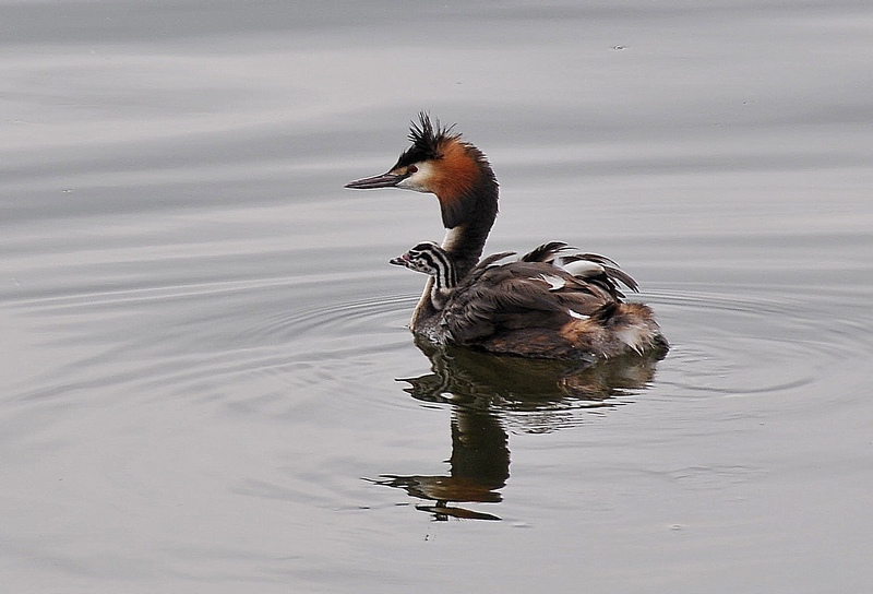 Great Crested Grebe