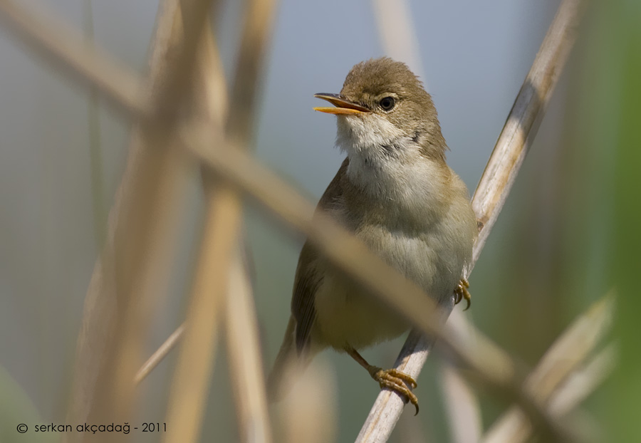 Common Reed Warbler