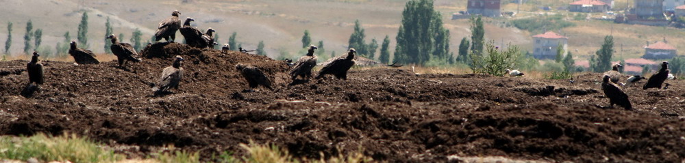 Cinereous Vulture