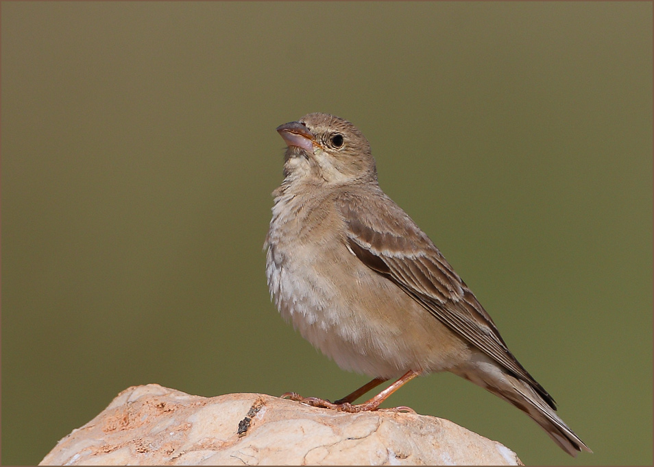 Pale Rockfinch