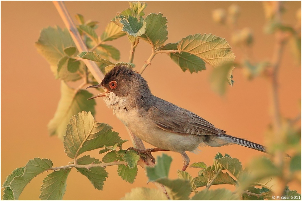 Menetries`s Warbler