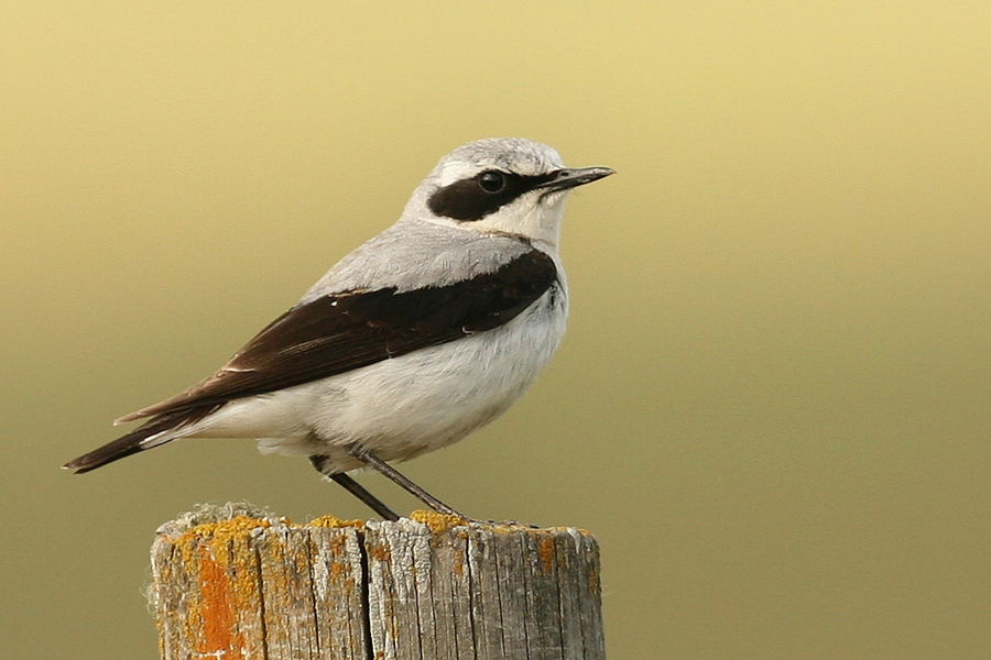 Northern Wheatear