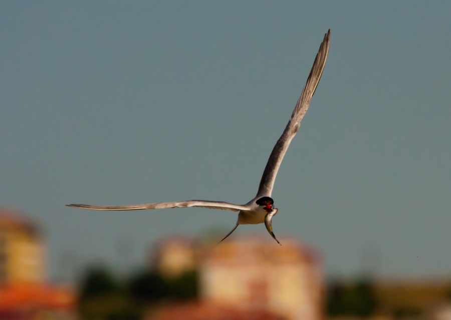 Common Tern