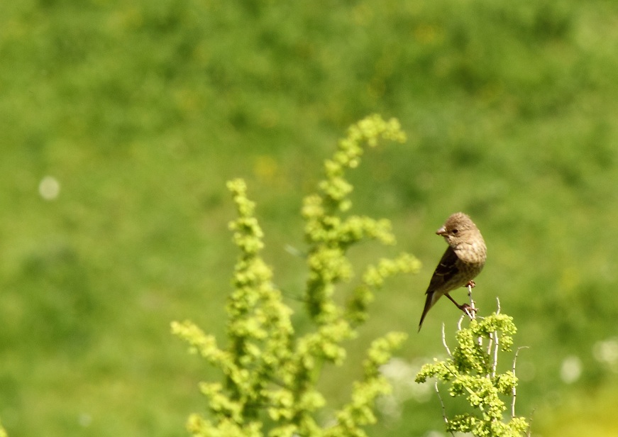 Common Rosefinch