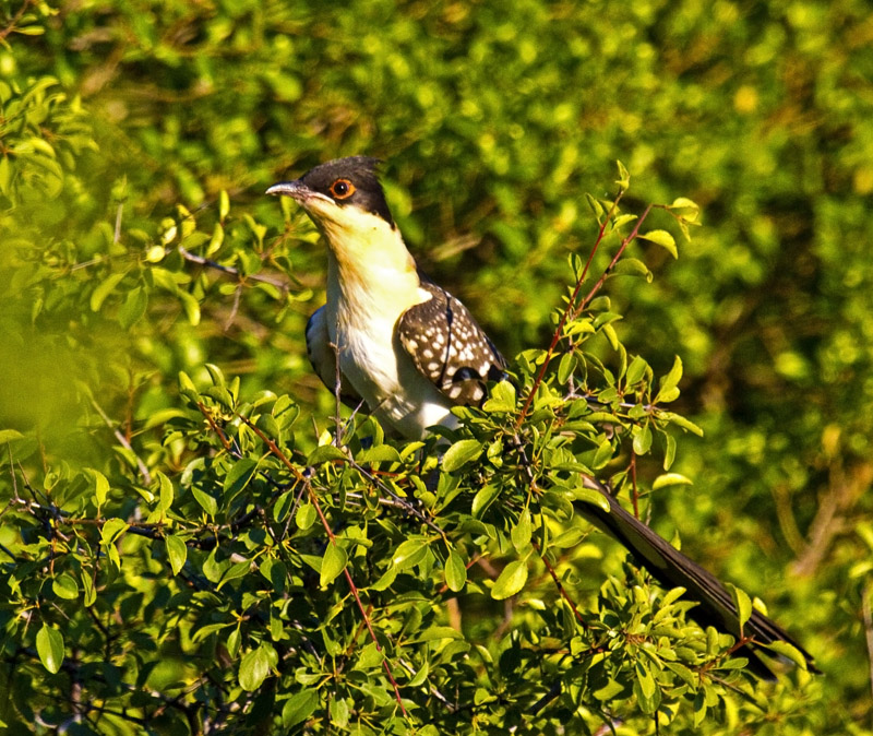 Great Spotted Cuckoo